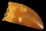 Serrated, Carcharodontosaurus Tooth - Excellent Tip #85786-1
